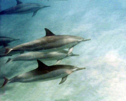 dream dolphins swimming with wild spinner dolphins, Leigh Hilbert, Leigh-Hilbert photography.com