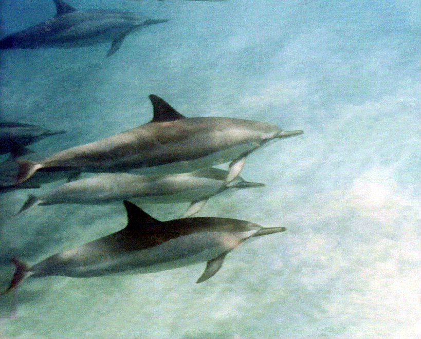 dream dolphins swimming with wild spinner dolphins, Leigh Hilbert, Leigh-Hilbert photography.com